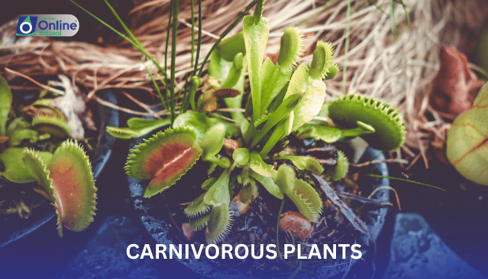 Lesson 02: Carnivorous Plants